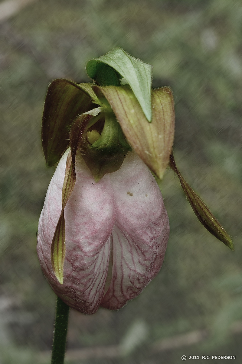 Moccasin Flower