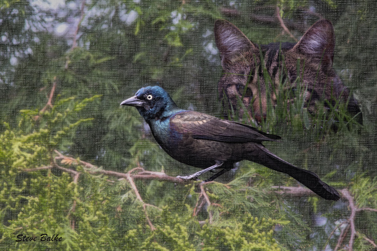 Grackle in Jeopardy