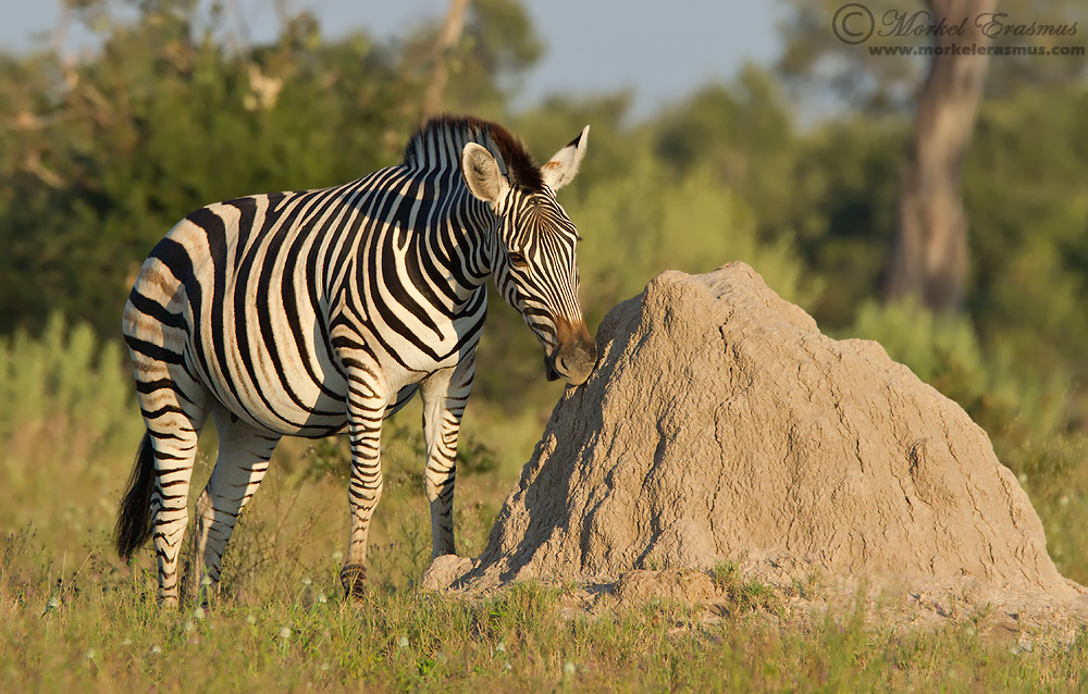 Plains Zebra geophagia