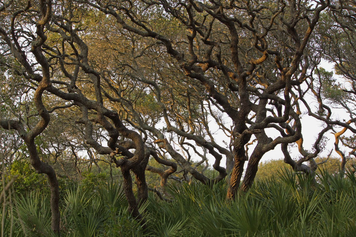Guana River Trees