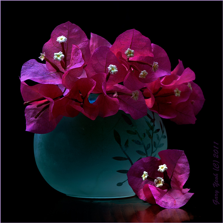 Bougainvillea