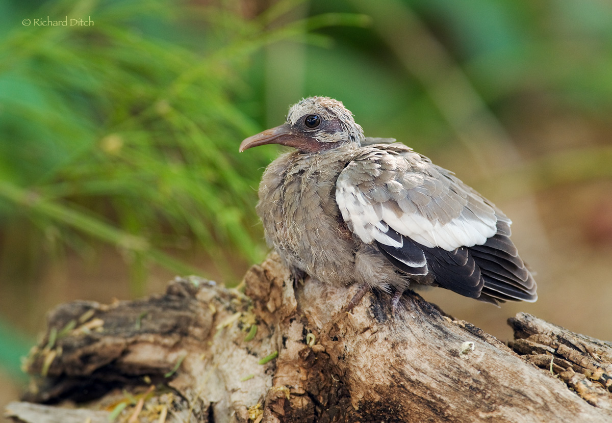 White-winged Dove