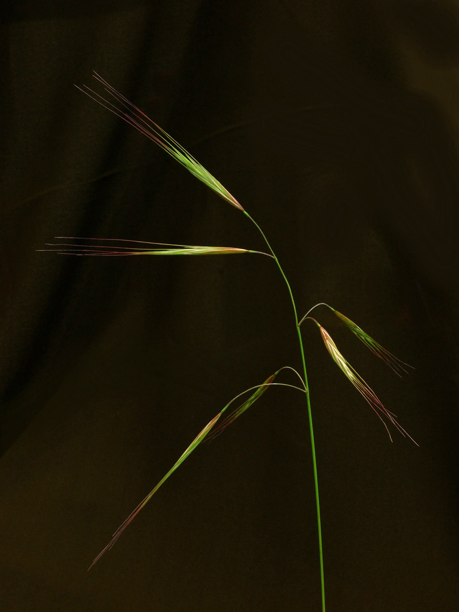 Grass