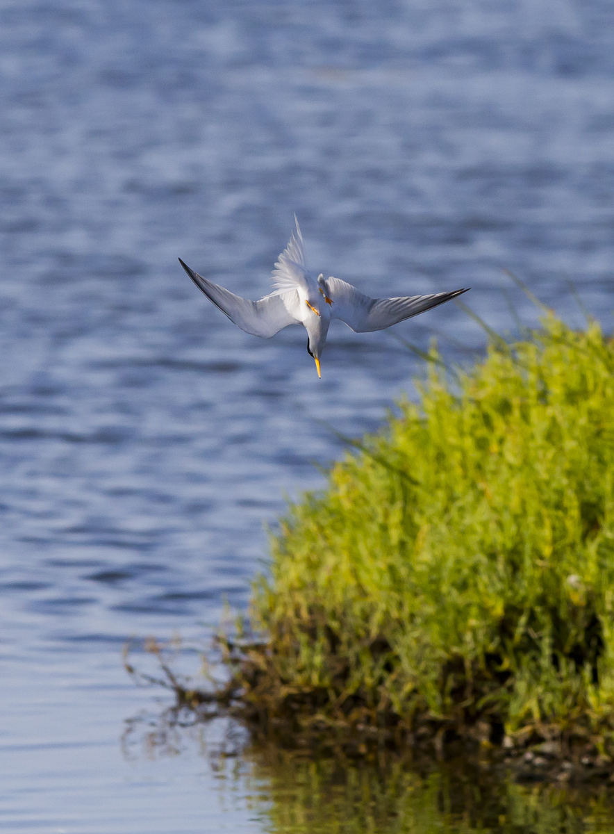 Diving Least Tern