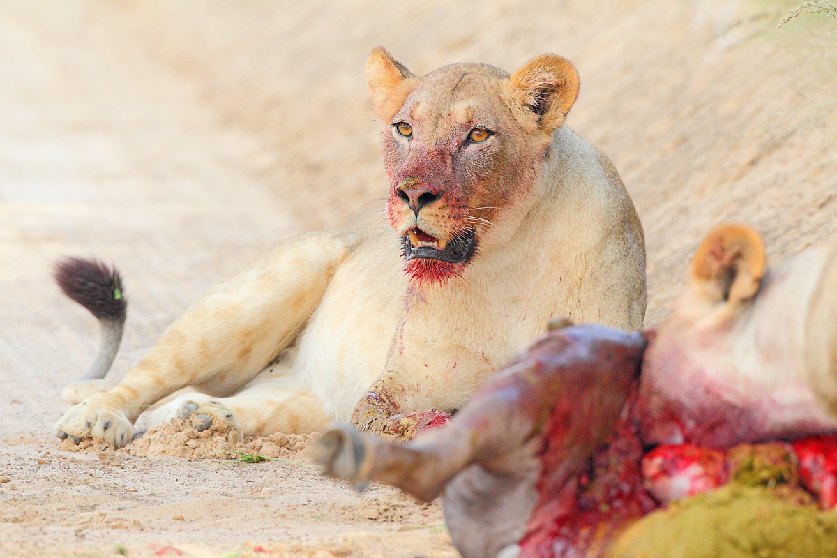 Queens of the Kalahari