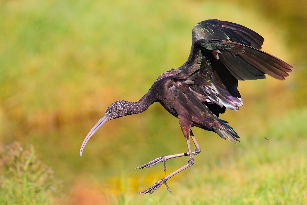 Incoming Ibis