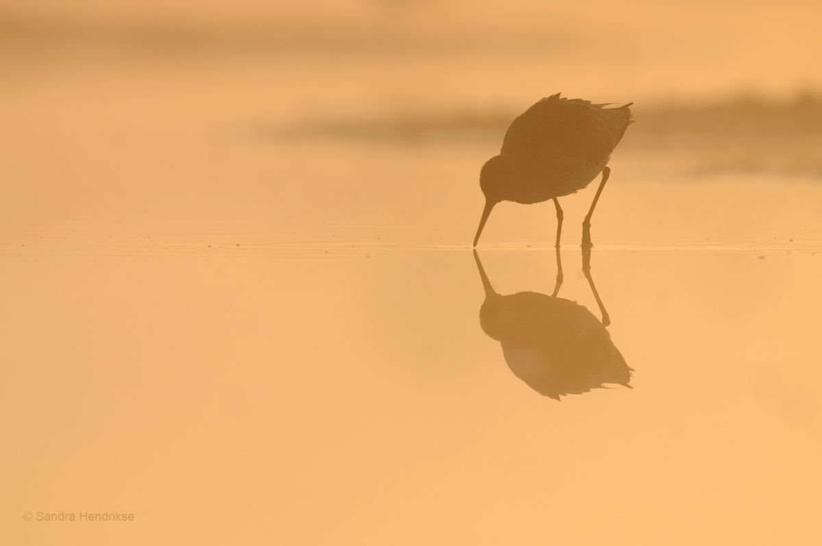 Early morning Redshank