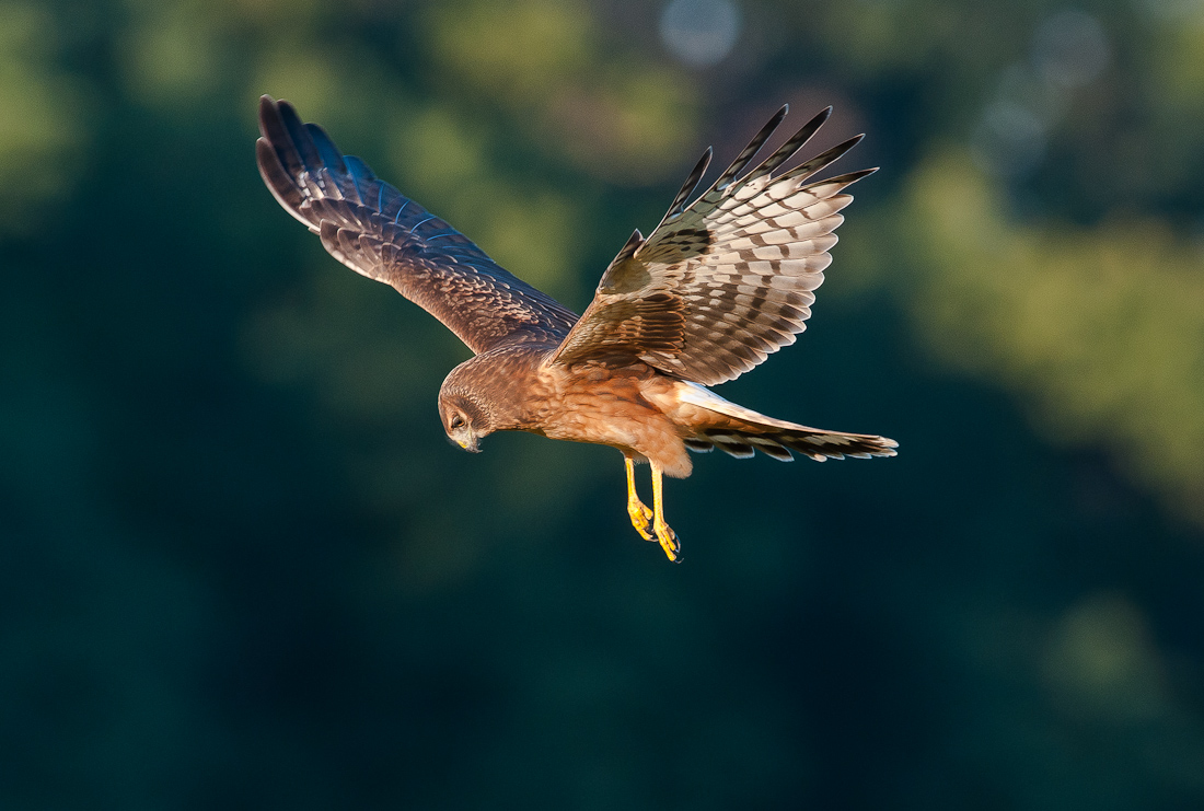 Juvenile Harrier Hawk