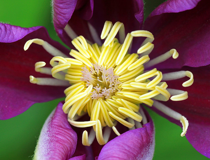 Unfurling Clematis