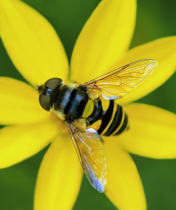 Yellow match-up