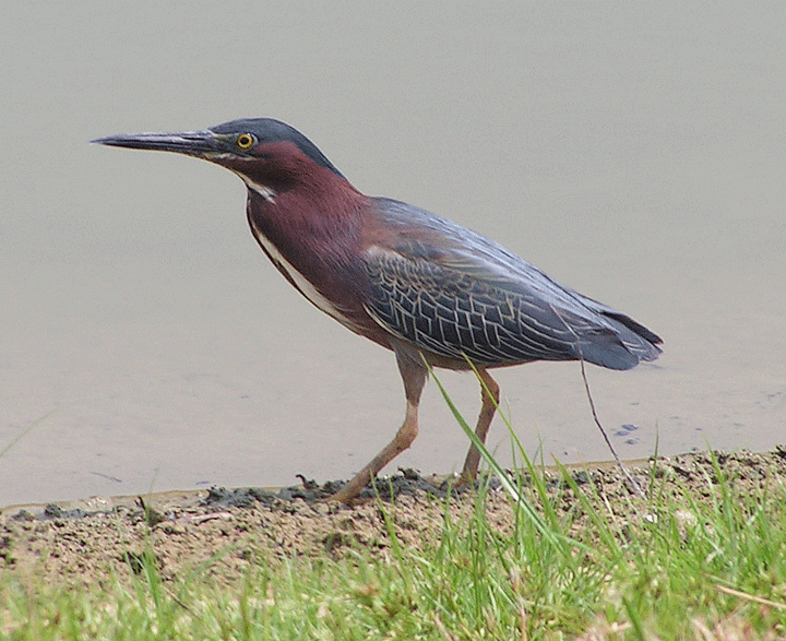 Could this be a Heron?
