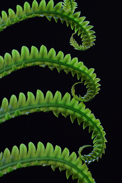 Fern