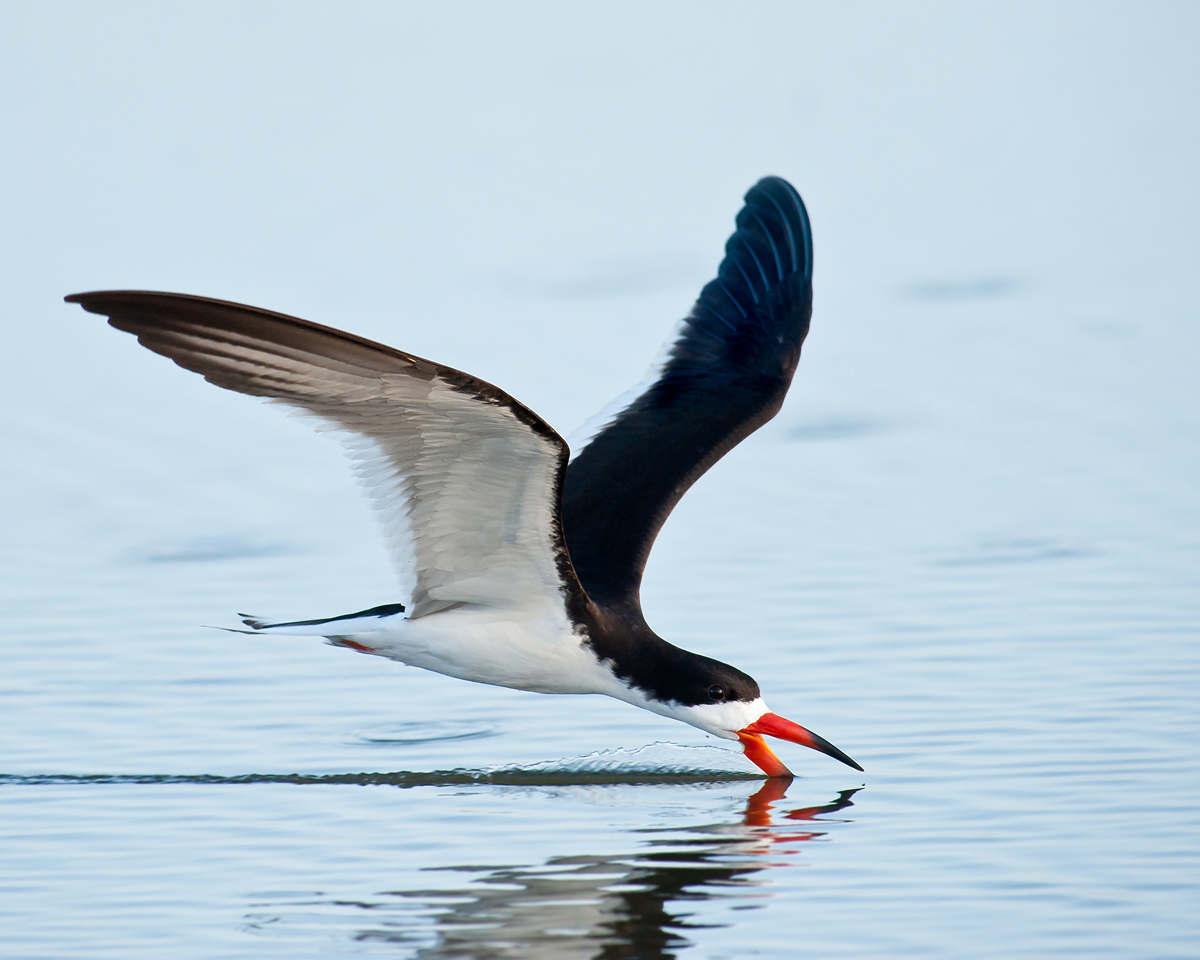 Black Skimmer
