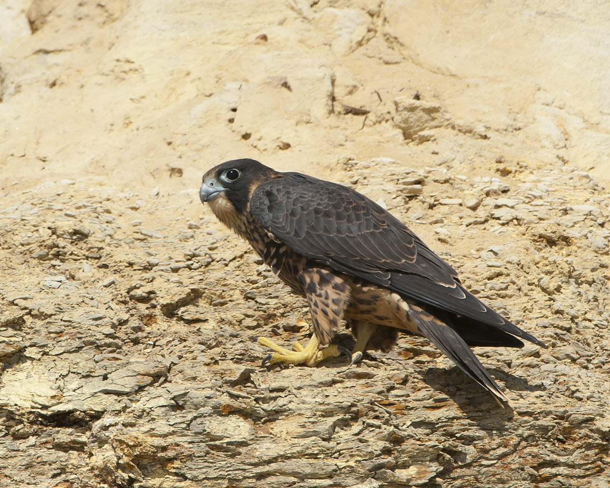 Peregrine Falcon