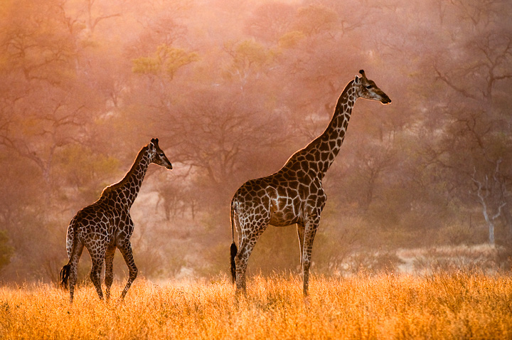 African morning