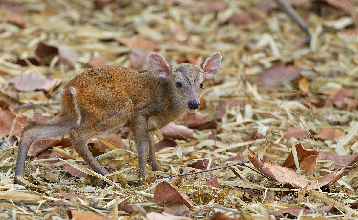 Fresh Muntjac