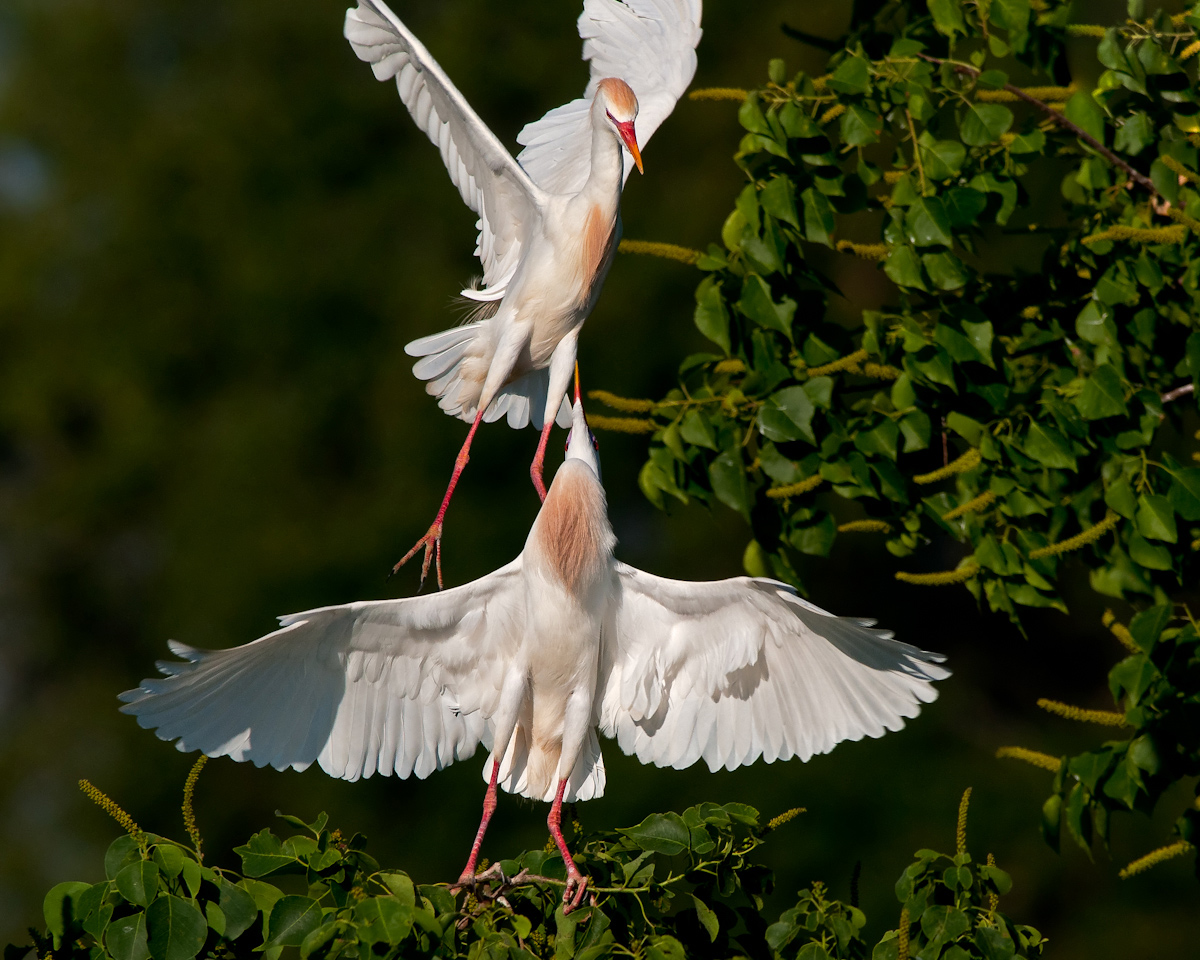 Cattle Egrets