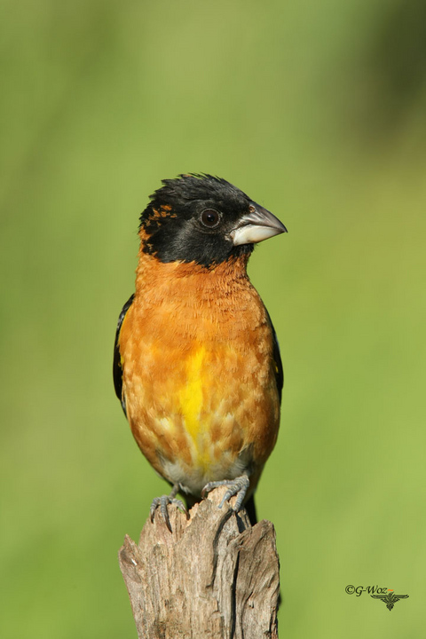 male Grosbeak