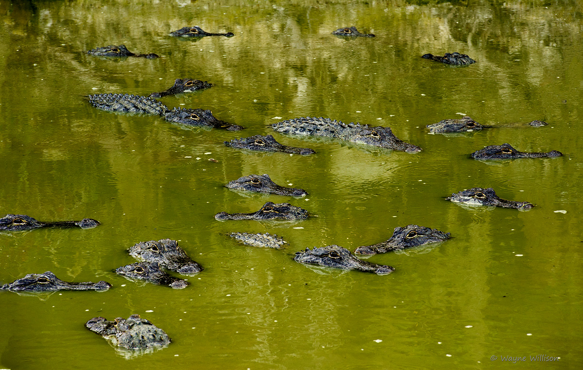 Low Water