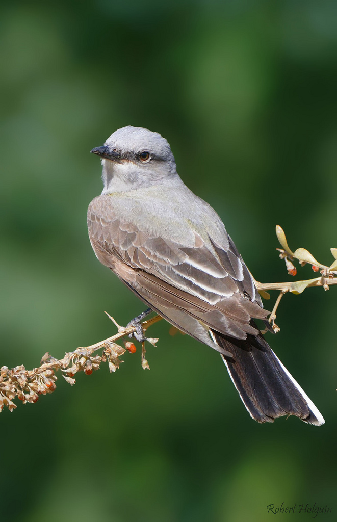 Western Kingbird
