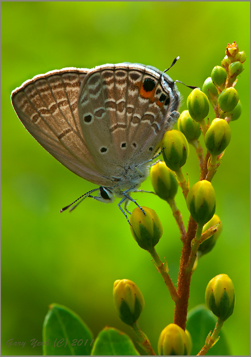 Plains cupid