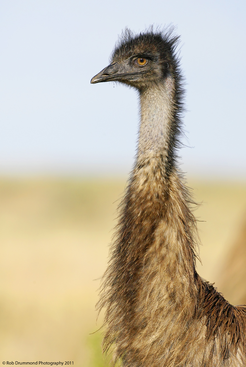 Emu 