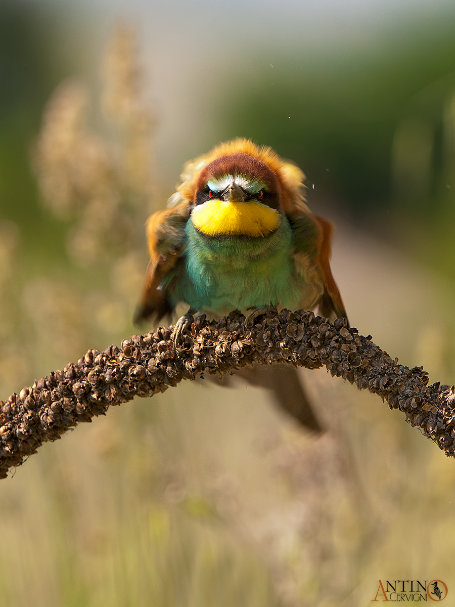 European Bee-eater