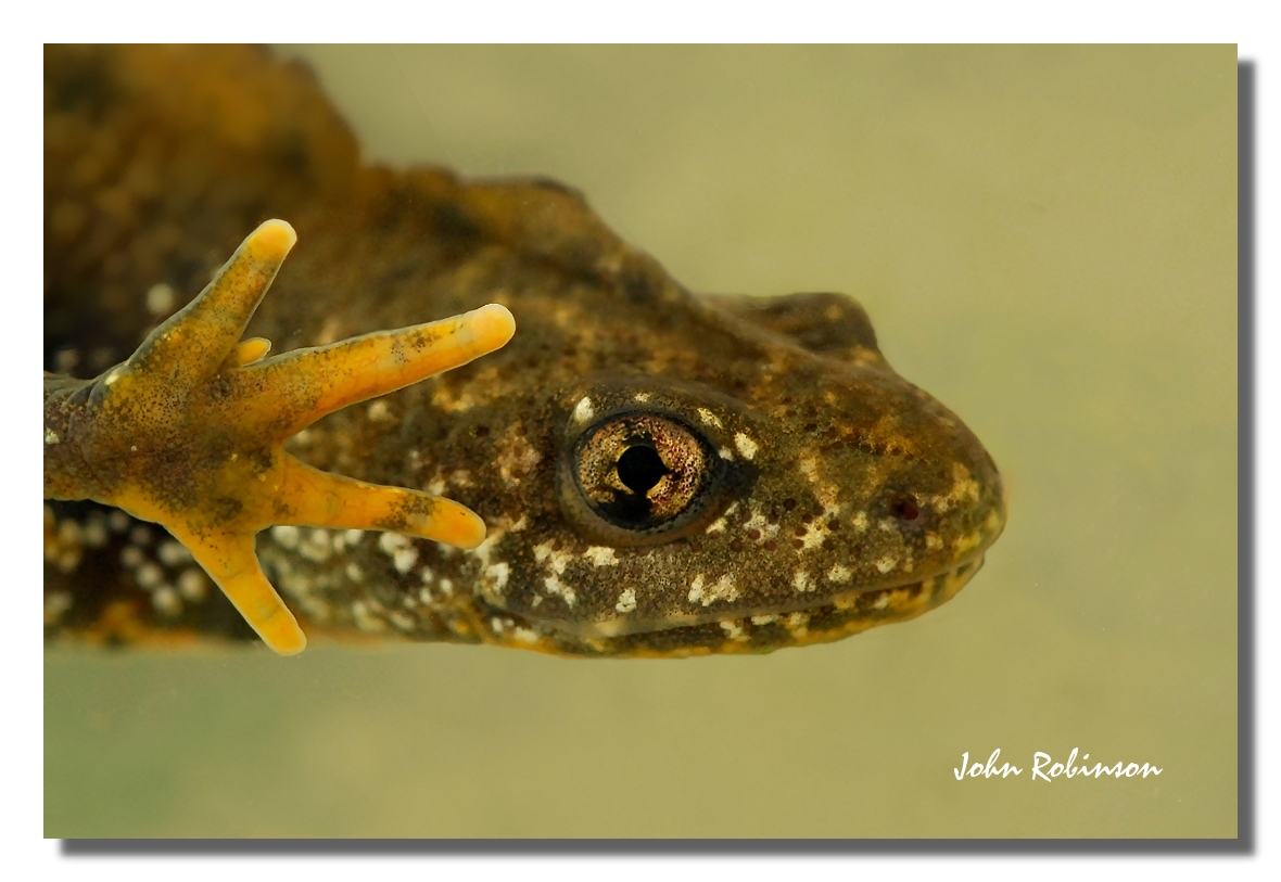 Eye of Newt