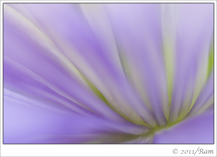 Clematis