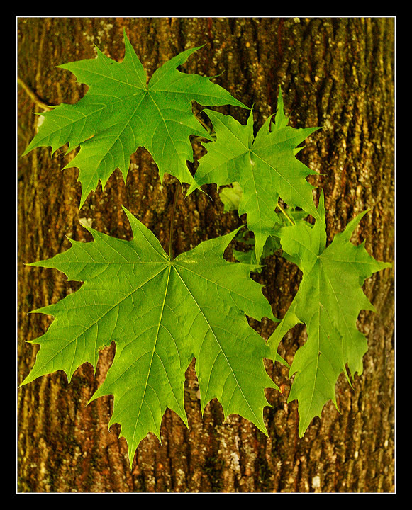 More Leafs on Tree Trunk