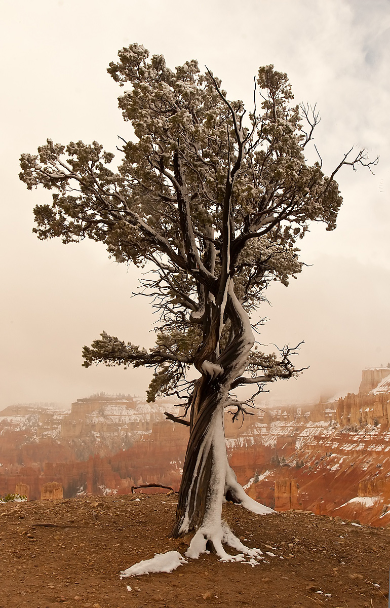 Tree on the Edge