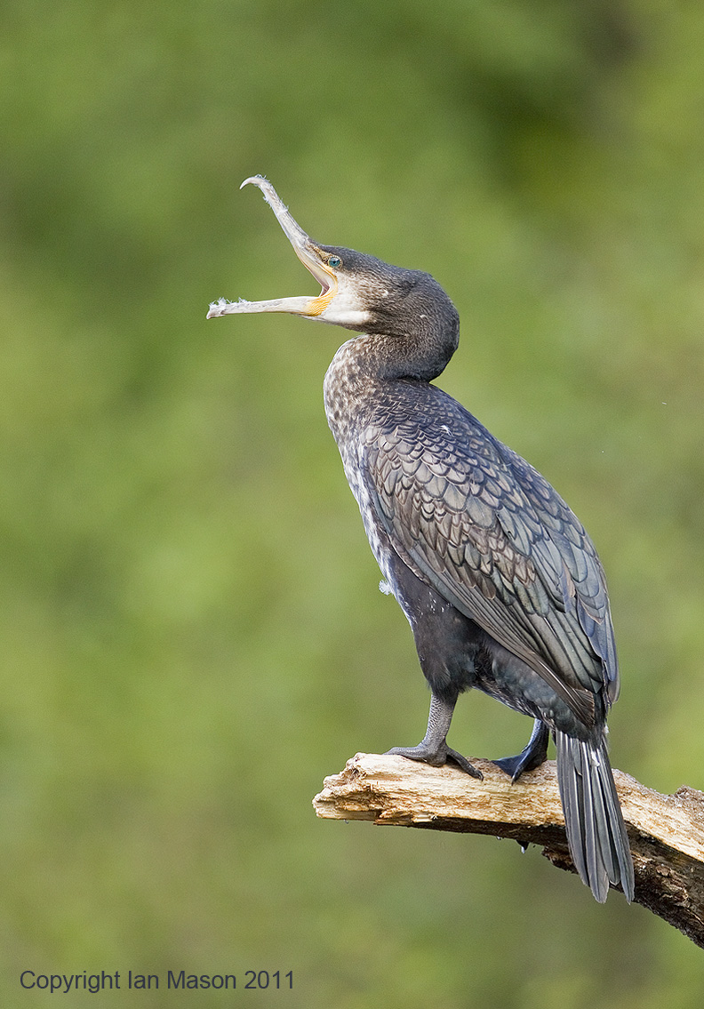 Cormorant
