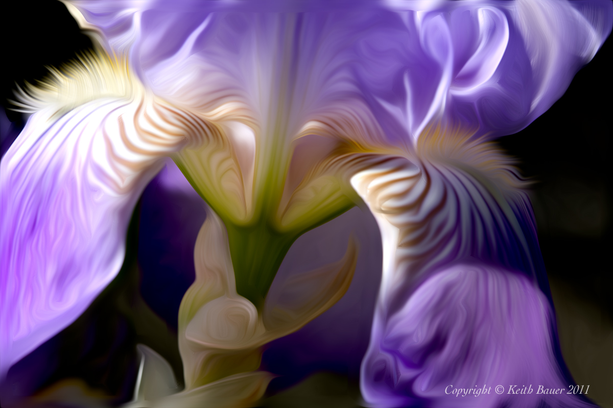 Bearded Iris