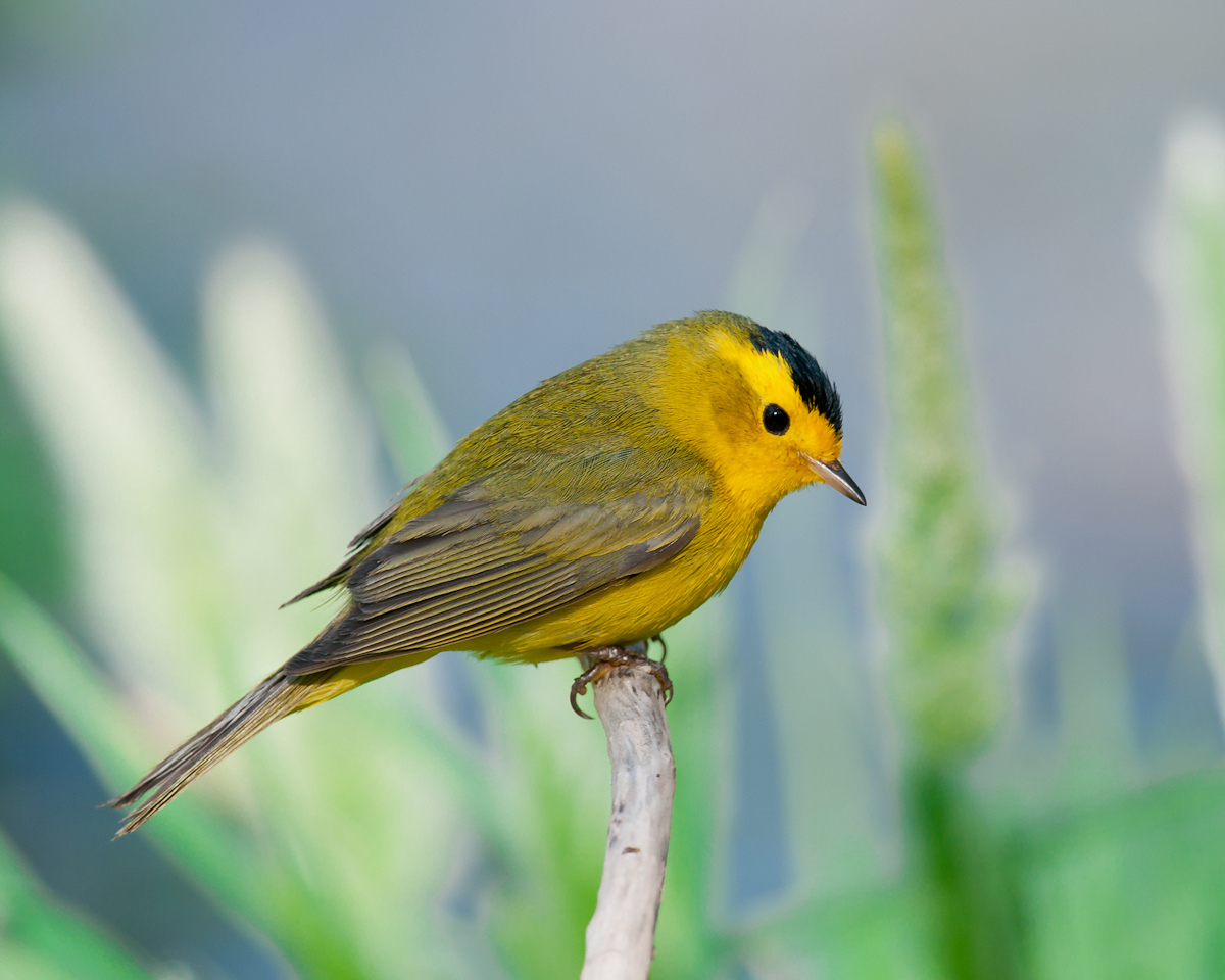 Wilson's Warbler