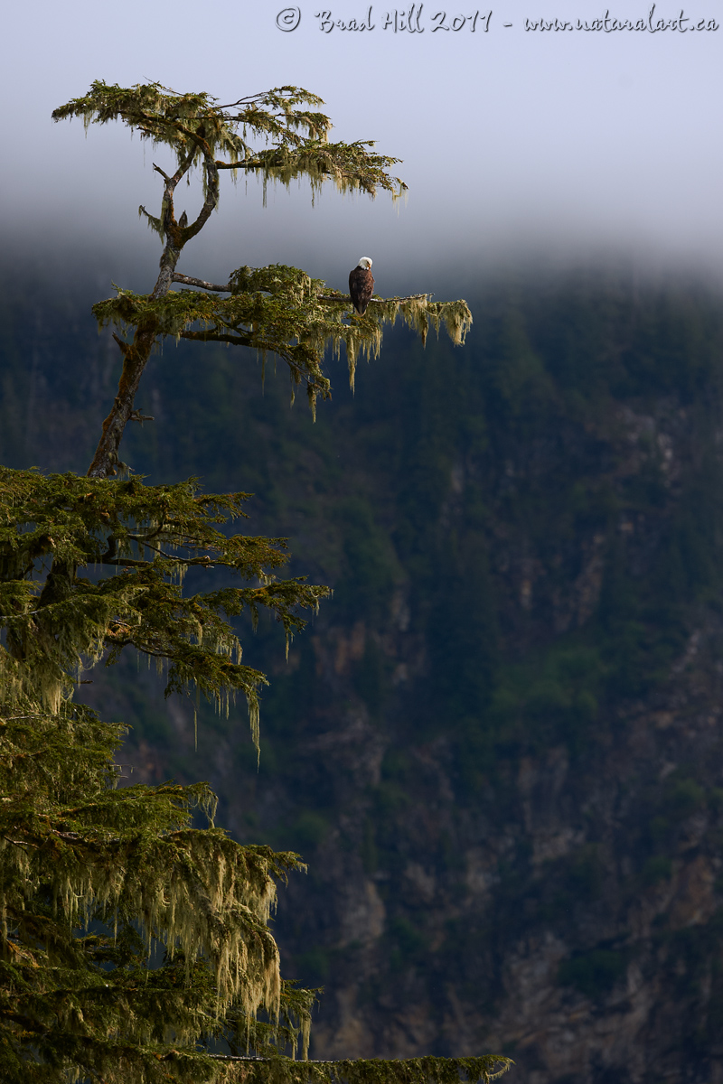The Sentinel...
