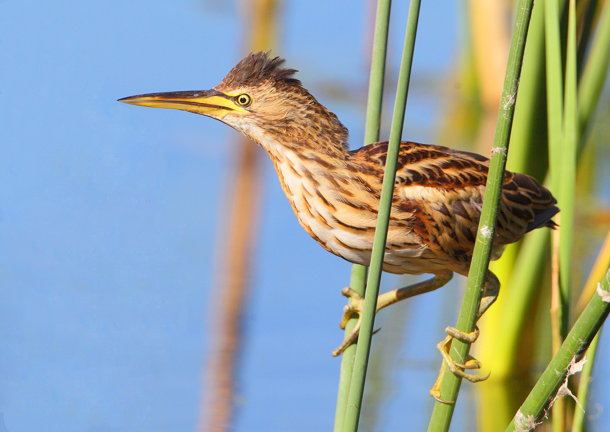 Littler Bittern