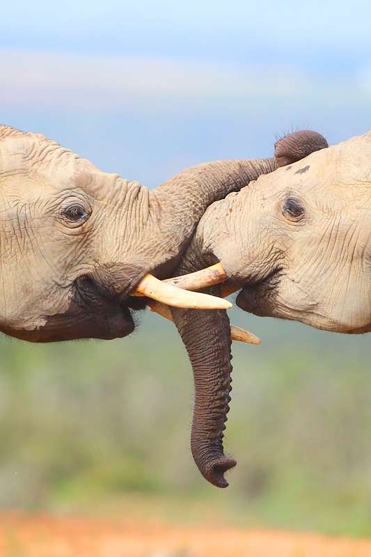 Tussle