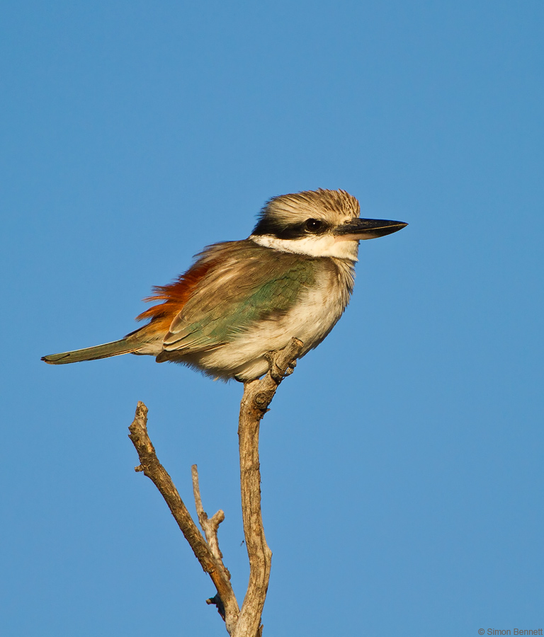 Red-backed Kingfisher