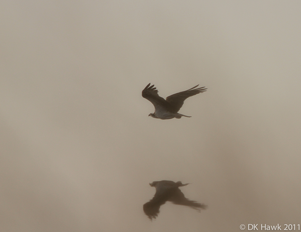 Osprey's Foggy Flight