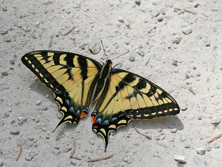 WC486 Butterfly Parking