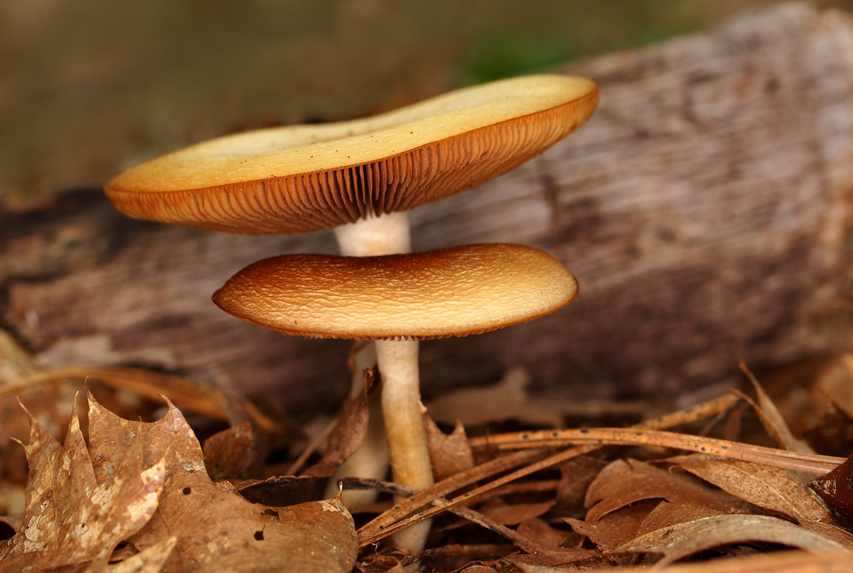 "Flan" Mushrooms