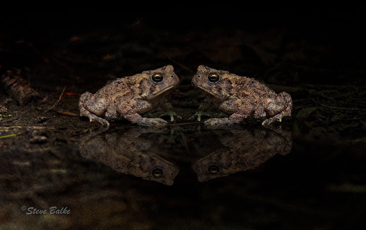 Toad to Toad