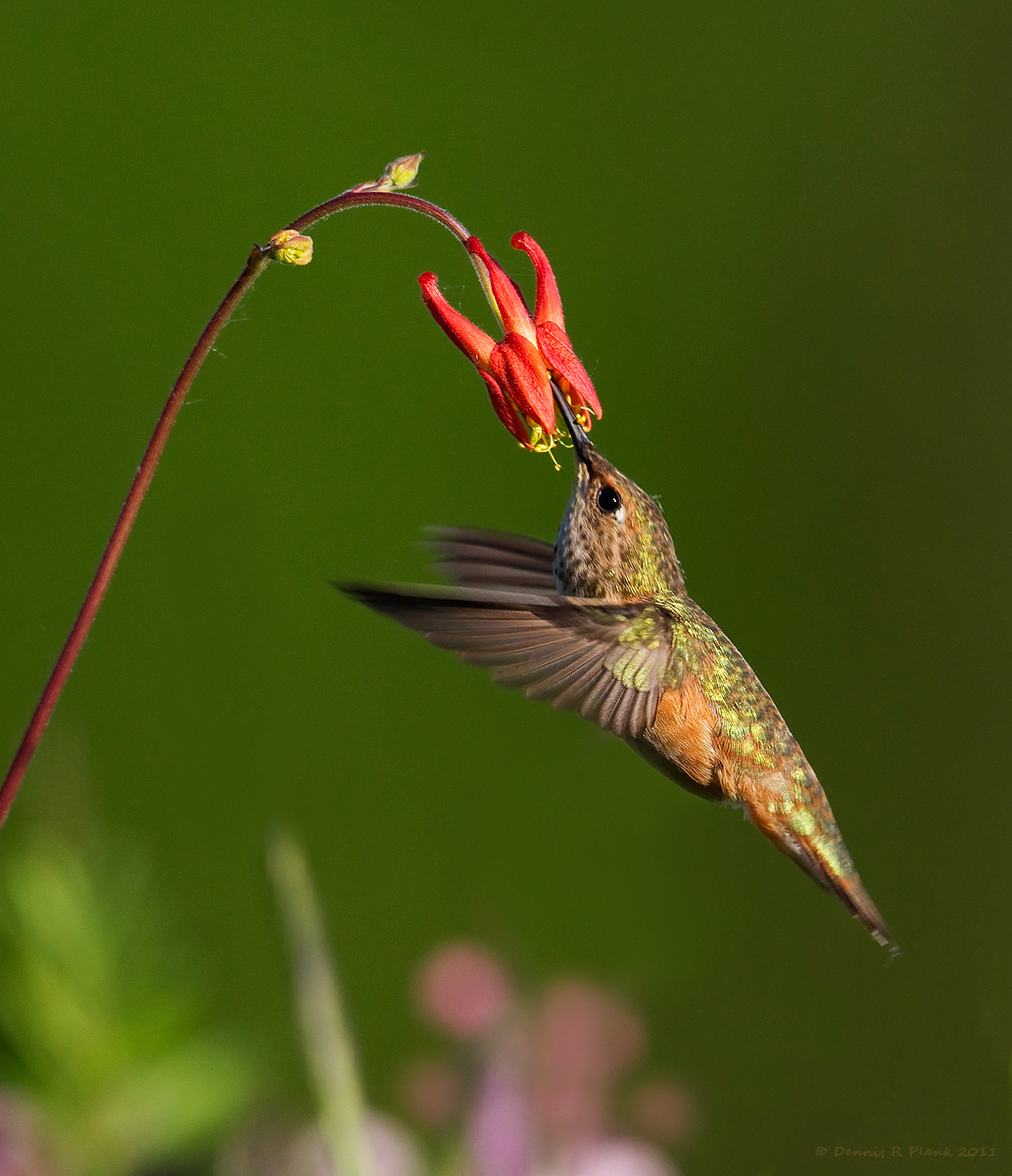 Rufous Hummingbird