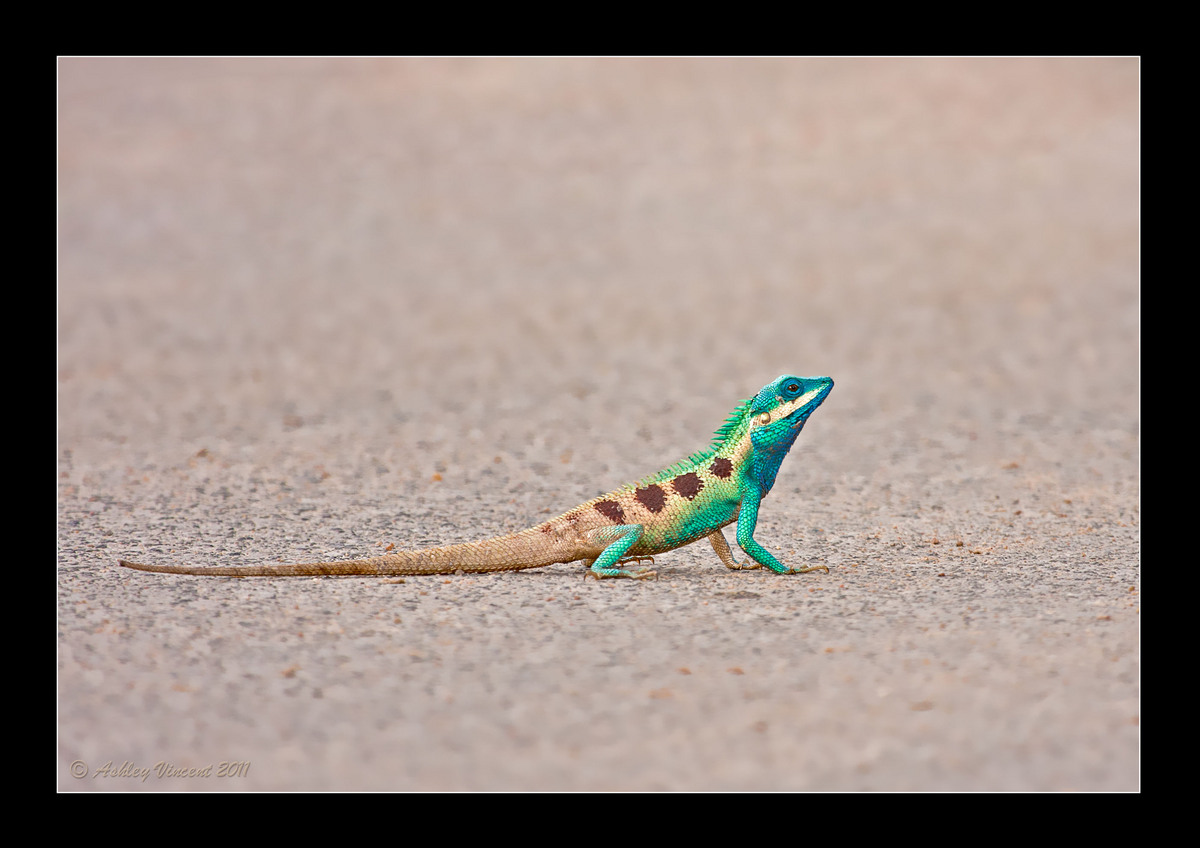 Lizard Series – Part I