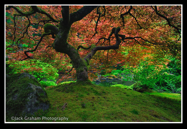Spring Canopy
