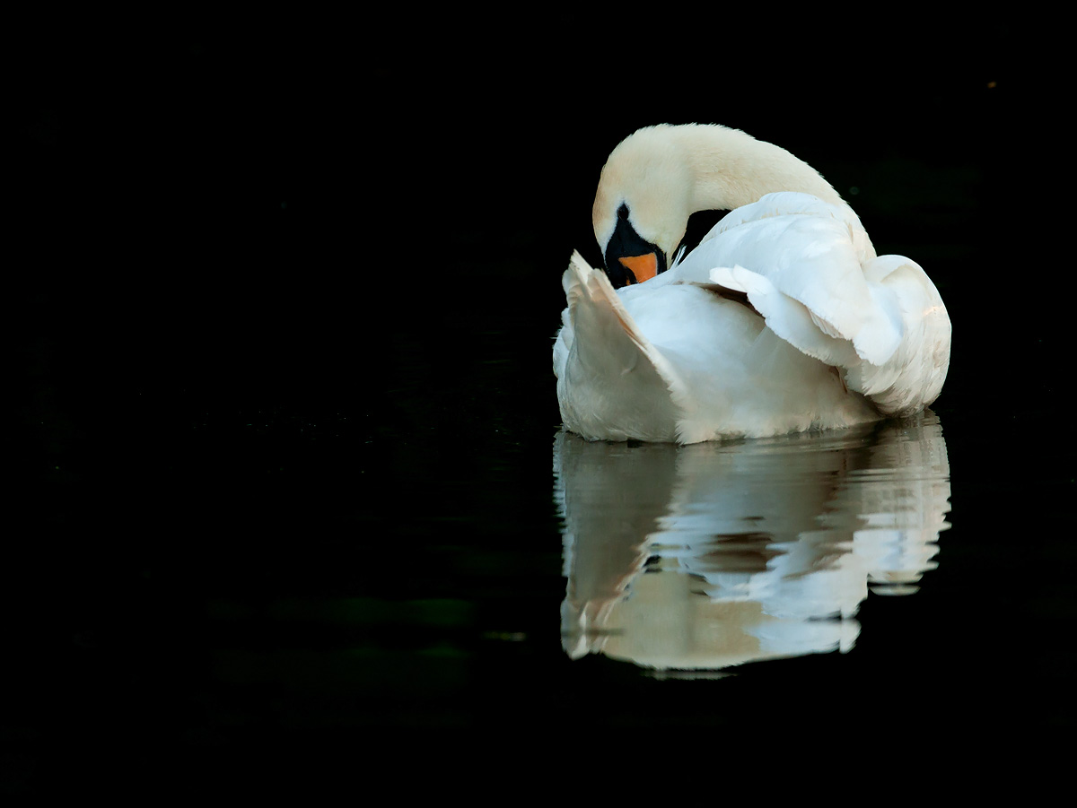 Mute Swan