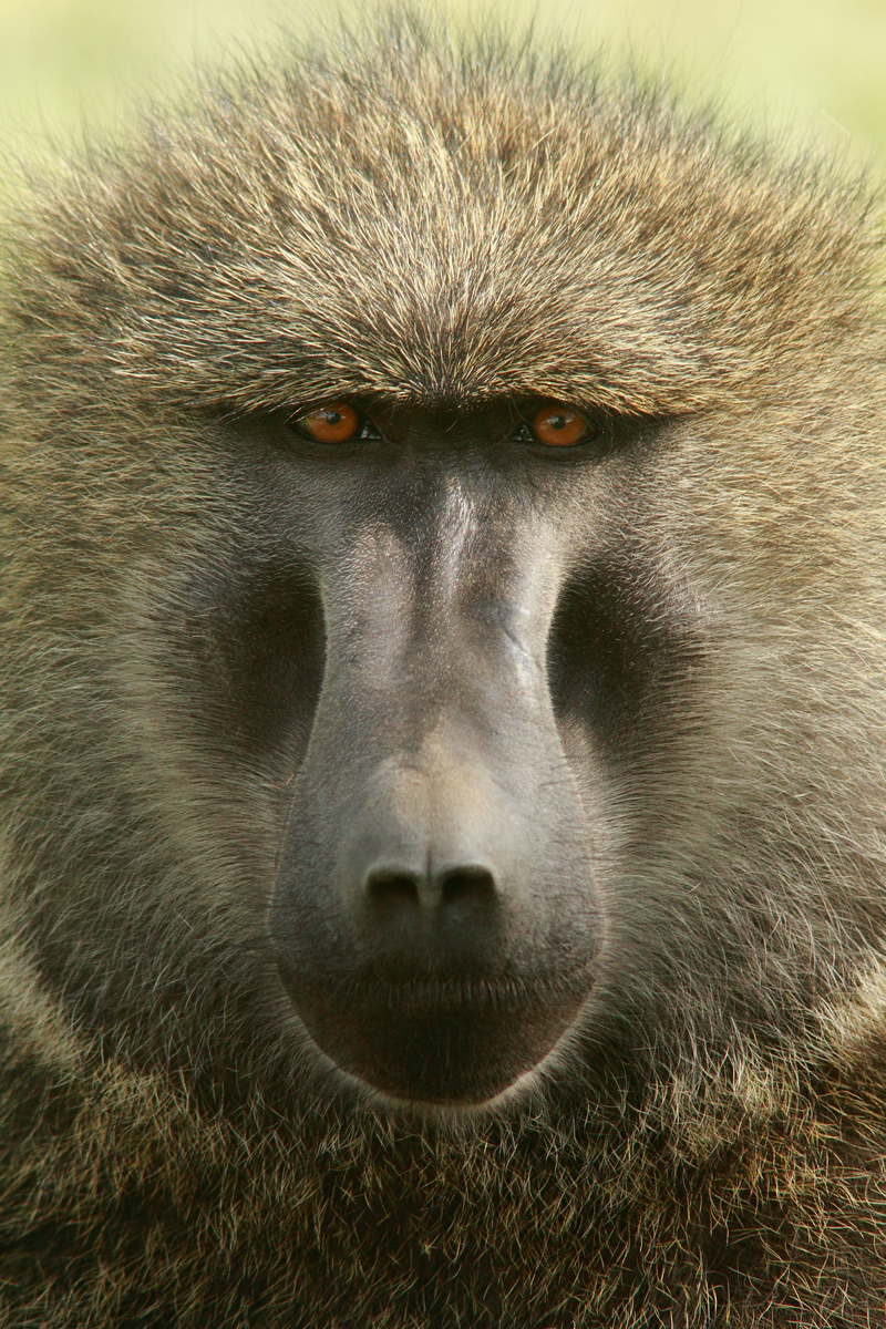 The Stare