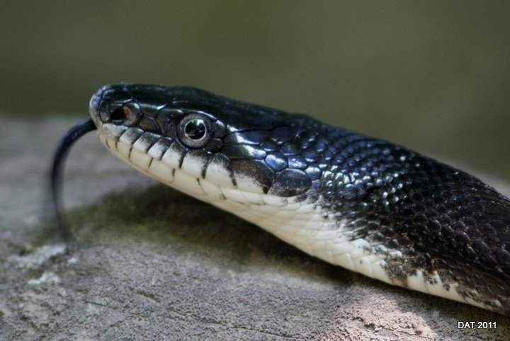 Black Rat Snake