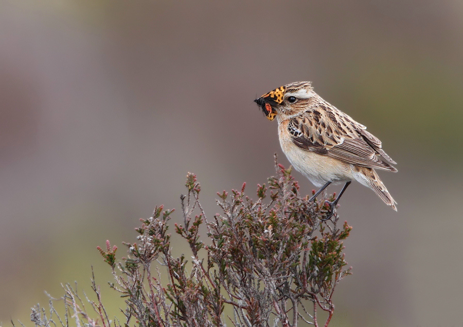 Whinchat