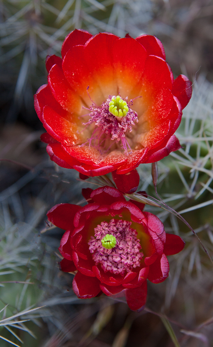 Claret-Cup Cactus